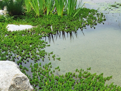 Tausendblatt - Myriophyllum hippuriodes